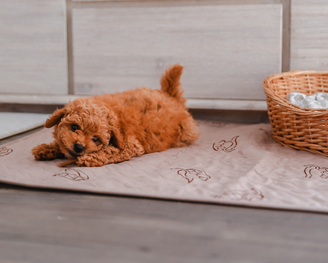 Pet Pad, small 55 x 70 cm